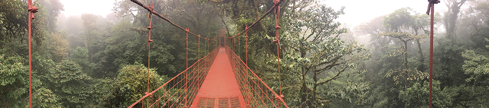 Bridge through rain forest in Vietnam